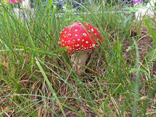 Red Fly Agaric in The Grass Mushroom Amanita Muscaria