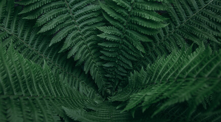 Fern leaves background