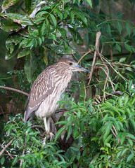 Black crowned Night-heron bird.  Juvenile bird perched on a branch displaying brown feather plumage, body, head, eye, beak in its habitat and environment with a foliage background. Picture. Image. 