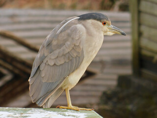 black-crowned night heron 