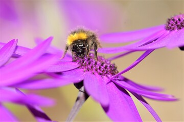 Bubble bee on purple flower 1