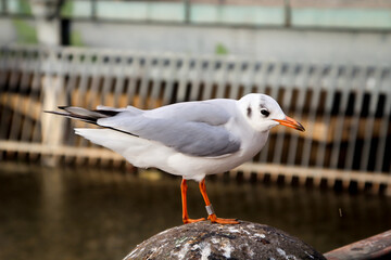 Portrait, Nahaufnahme einer Möwe auf einer Brüstung.
