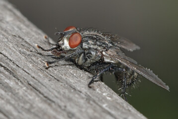 Macro of flesh-fly on wooden plank