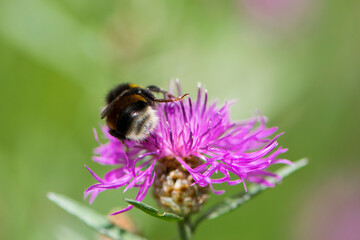 
bumblebee on pink flower back view close-up