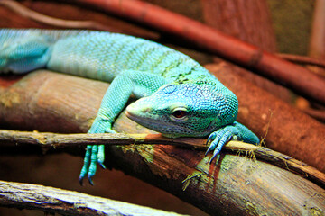 green lizard lying on wooden branch in zoo. green lizard sleeps in terrarium