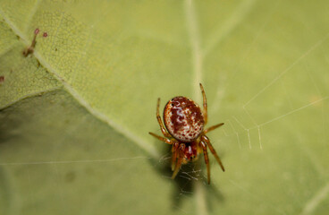 Nahaufnahme einer Spinne, Spaltenkreuzspinne in ihrem Netz.