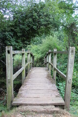 wooden bridge in the forest