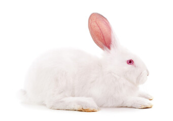 One white rabbit.