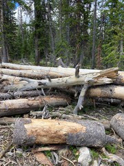 Fototapeta premium stack of logs