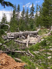 tree trunks in the forest