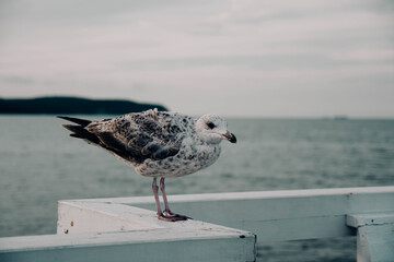 Nadmorski ptak nad brzegiem morza, Bałtyk