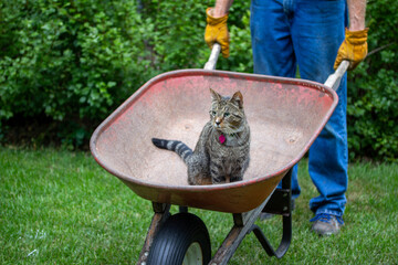 Close up view of a gray tabby cat riding in a red garden wheelbarrow driven by an unidentifiable...