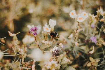 Fototapeta Drobne kwiaty i rośliny rosnące późnym latem w ciepłych kolorach, romantyczne zdjęcie polnych roślin obraz