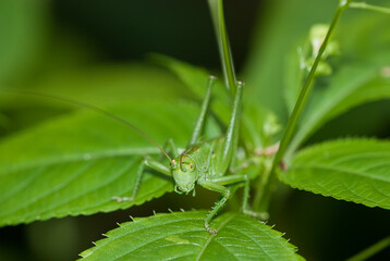 Green grasshopper sitting on the green leaf of the plant