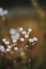 Fototapeta Drobne kwiaty i rośliny rosnące późnym latem w ciepłych kolorach, romantyczne zdjęcie polnych roślin obraz