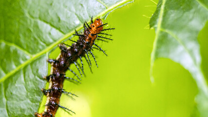 Leaf-eating caterpillars in the garden