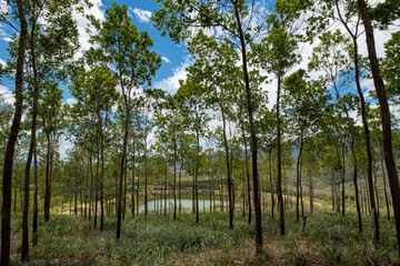 Fototapeta premium Bosque maderable
