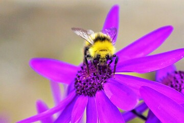 Bubble Bee on purple flower