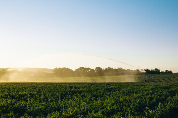 Obraz premium Field irrigated a pivot sprinkler system at sunny day. Plant irrigation technology. Agriculture development concept. 