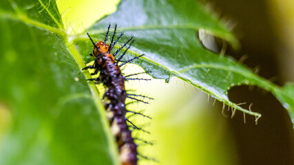 Leaf-eating caterpillars in the garden