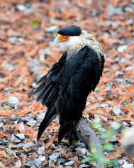 Caracara bird stock photos.  Caracara bird close-up profile view with foliage background. Fluffy wings. Buffy wings. Portrait. Image. Picture. Photo.