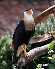 Caracara Bird Stock Photos.  Image. Portrait. Picture. Perched on log. Blur background. Close-up profile view.