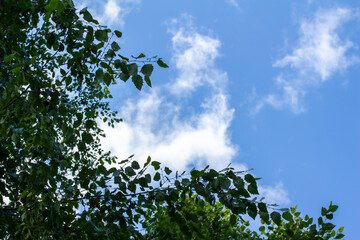 Birch tree top cloudscape with blue sky and copy space