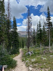 Trail of pines in the mountain