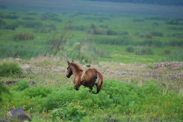 Fototapeta premium horse in the field