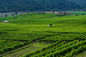 Fototapeta na wymiar Vineyards And Settlement Beneath River Danube In Wachau Valley In Austria