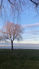 Lonely tree near a lake