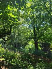 Green Woodland Landscape and Trees, Guernsey Channel Islands