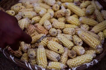 Sweet corn in a basket