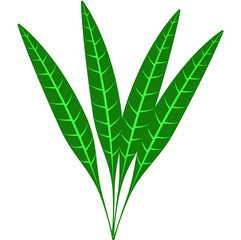 green leaves isolated