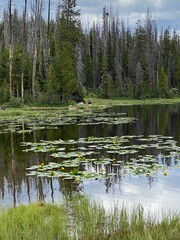 Lilly's on the lake with pines