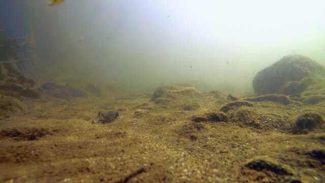 Fishes in river underwater, flock of sunbleaks, gudgeon, common nase, sneep , sunbleak, chub, мountain river under water, shallow water, river current, small fishes, stone bottom