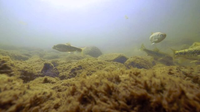 Fishes in river underwater, flock of sunbleaks, gudgeon, common nase, sneep , sunbleak, chub, мountain river under water, shallow water, river current, small fishes, stone bottom