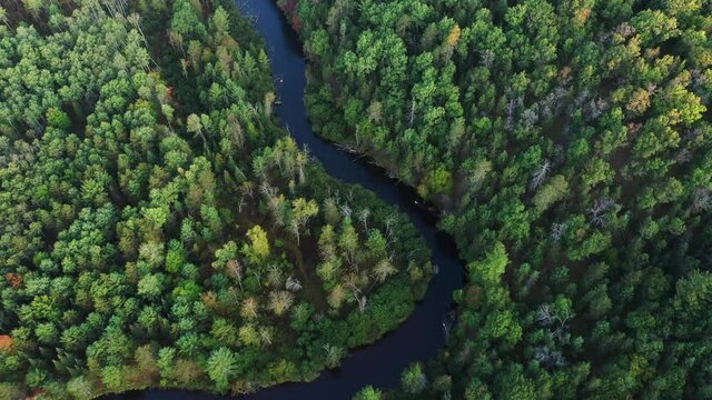A river in the woods of Northern Michigan 