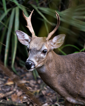 Deer Stock Photos.  Deer Florida Key Deer male head close-up view displaying antlers, head, ears, eyes, nose, in its environment and habitat with a blur background.