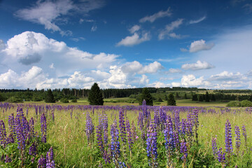 Frühsommer in der Hochrhön
