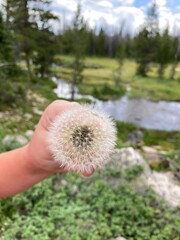 hand holding dandelion