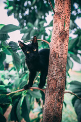 Obraz premium Gato de mi casa