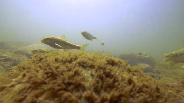 Fishes in river underwater, flock of sunbleaks, gudgeon, common nase, sneep , sunbleak, chub, мountain river under water, shallow water, river current, small fishes, stone bottom