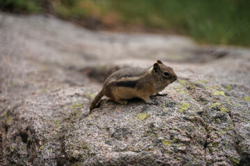 Naklejka na ściany i meble Chipmunk sitting on rock. Shallow depth of field, blurred background. Up close small rodent
