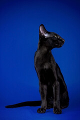 Beautiful black oriental cat isolated over blue background