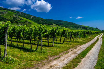 Fototapeta na wymiar Gravel Road Beneath Vineyard And Terraces In Wachau Danube Valley In Austria