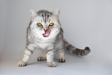 Obraz premium A Scottish cat with its tongue out looks into the frame isolated on white