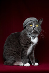 elegant gray cat wearing hat and bowtie sitting and posing with elegance on red brown background