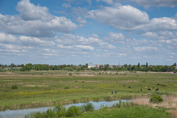 A meadow with a river, cows and a summer cloudy sky. Church on the horizon.