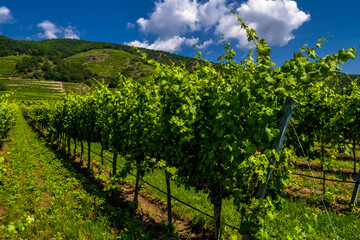 Fototapeta na wymiar Vineyard With Terraces In The Wachau Danube Valley In Austria